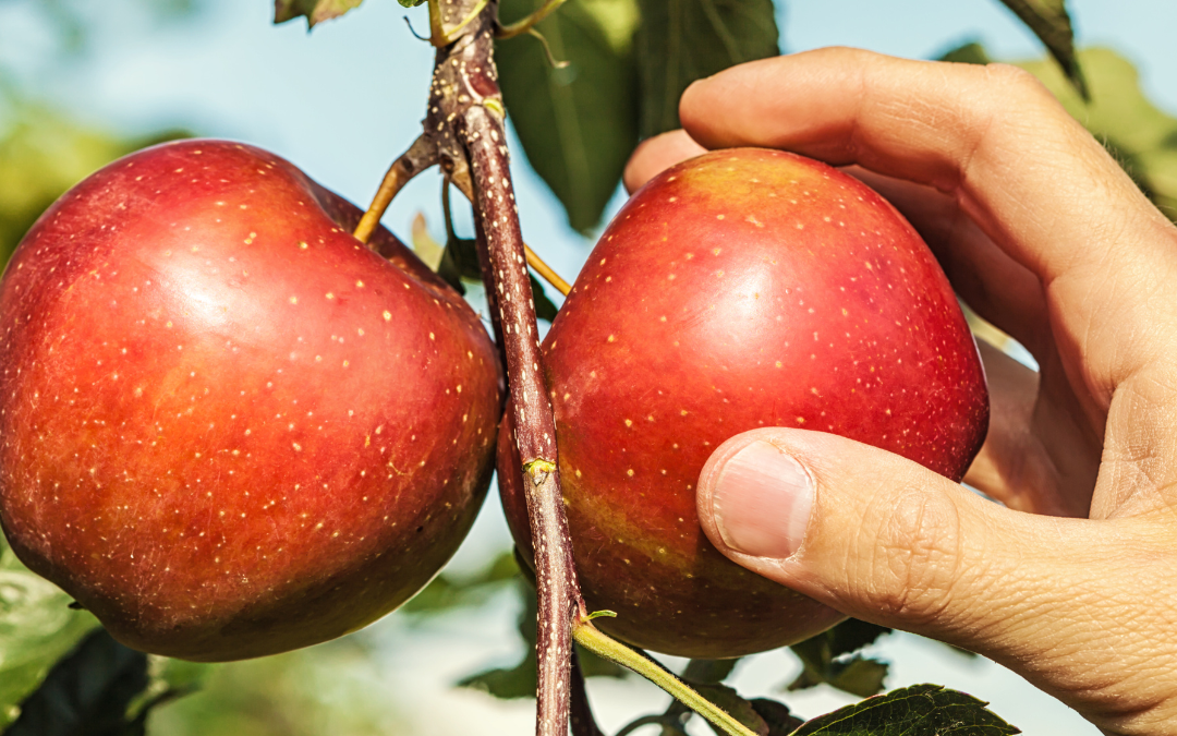 Fall Favorites: Apple Picking