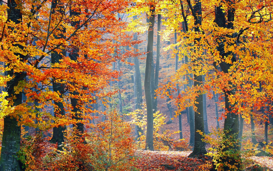 Best Spots to Get a Glimpse of the Fall Colors