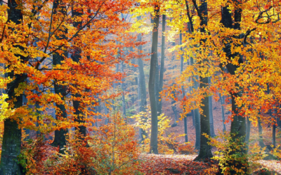 Best Spots to Get a Glimpse of the Fall Colors