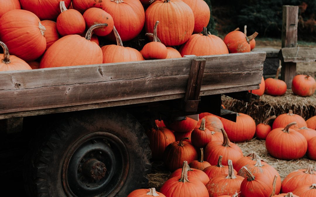 Pumpkin Patches in and around South Atlanta