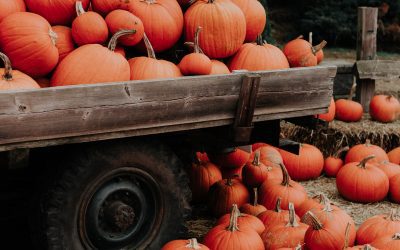 Pumpkin Patches in and around South Atlanta
