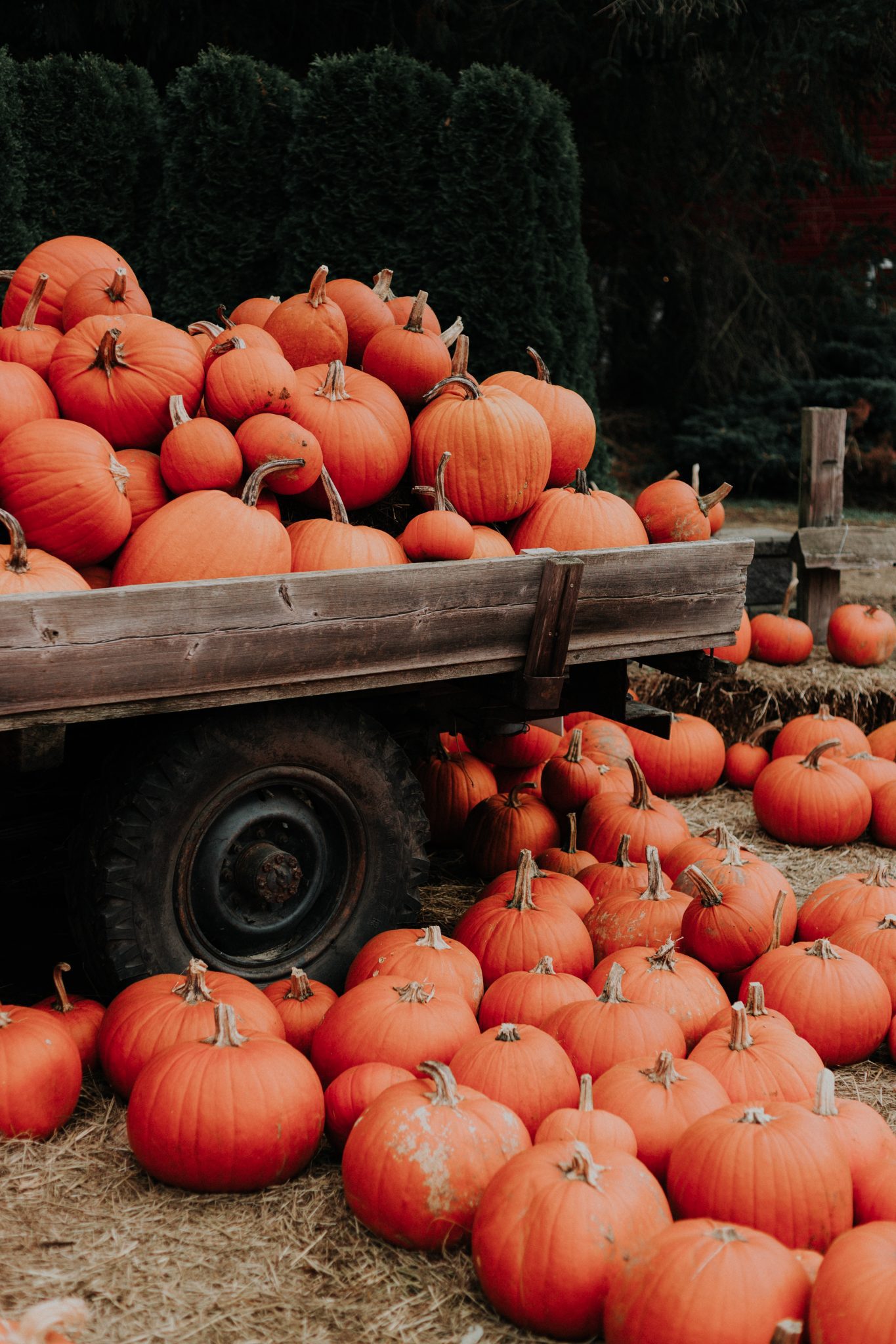 Pumpkin Patches in and around South Atlanta South Atlanta Moms