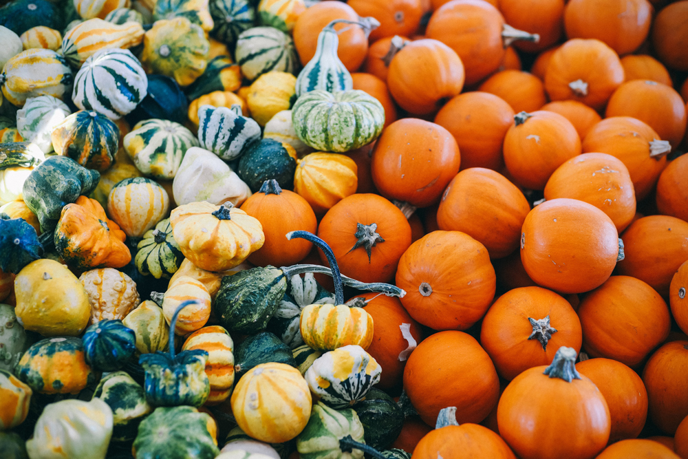 pumpkin-patch