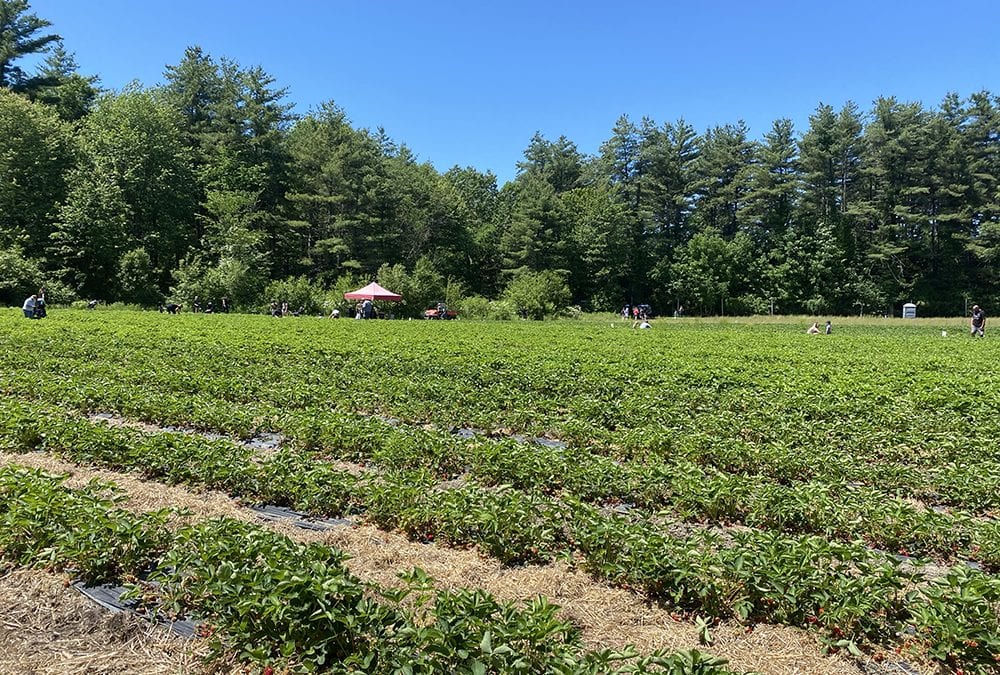 Where to Pick Your Own Strawberries