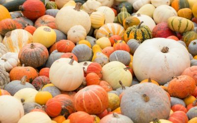 Pick the Perfect Pumpkin