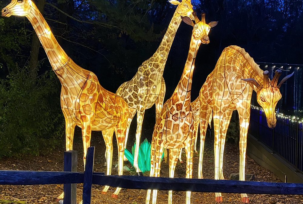ZooLights at Stone Zoo Shines Bright