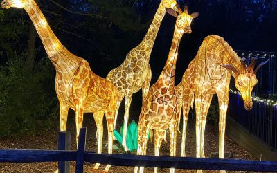 ZooLights at Stone Zoo Shines Bright