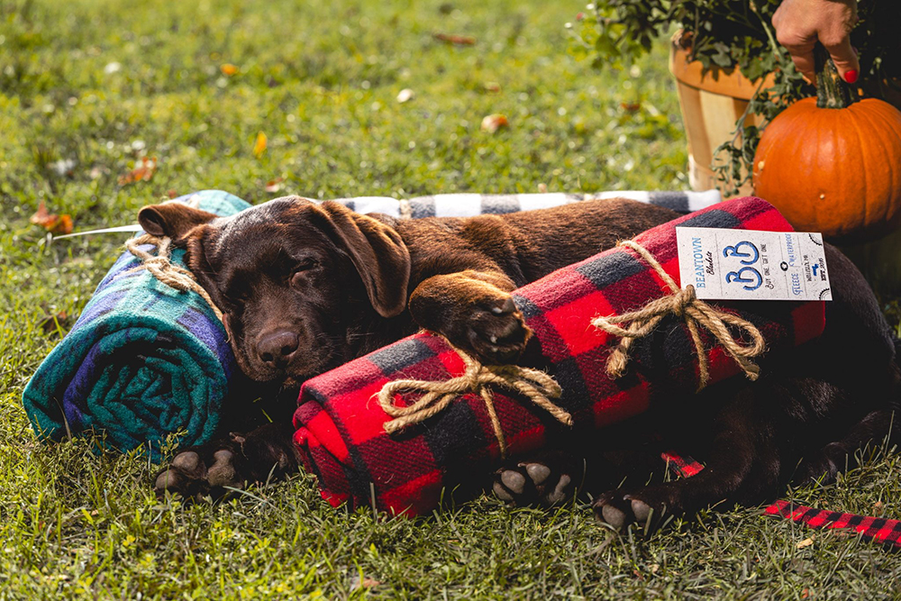 beantown-blankets-dog-1000px