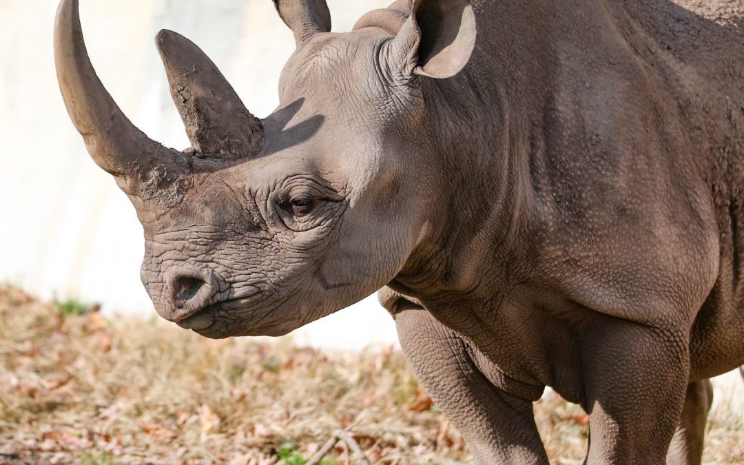 Doppsee the Black Rhino: This or That