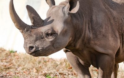 Doppsee the Black Rhino: This or That