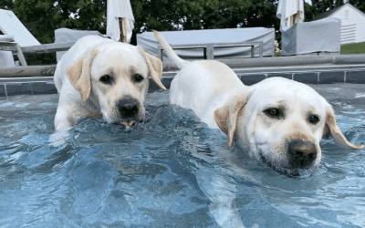 Thank you Active Dog for these tips, tricks and things to do with our 4 legged kids this summer!
