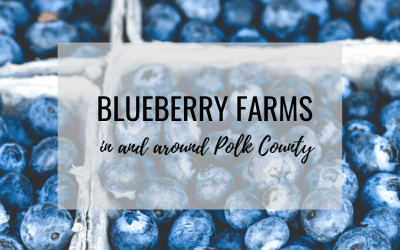 Blueberry Farms in and around Polk County – UPDATED