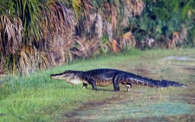 It’s Gator Week at Wild Florida!