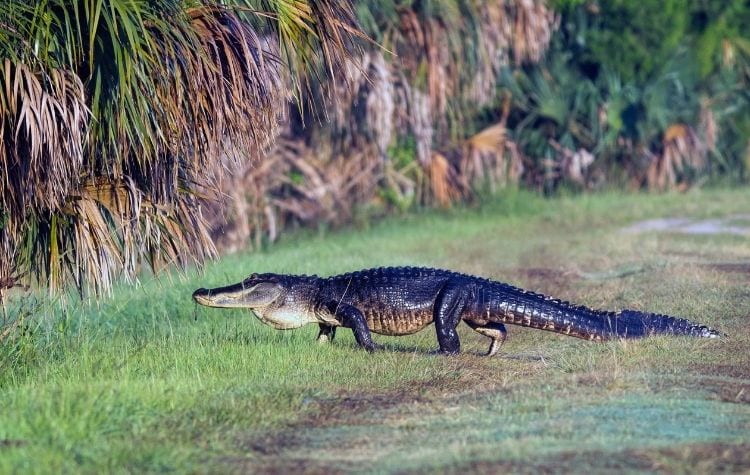 It’s Gator Week at Wild Florida!