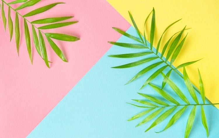 palm fronds on colorful background