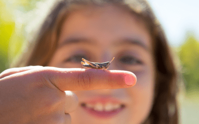 Summer Pest Profile: Telling the Difference Between What’s Just Plain Scary—and What’s Dangerous