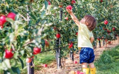 Top Cider Mills and Apple Orchards!