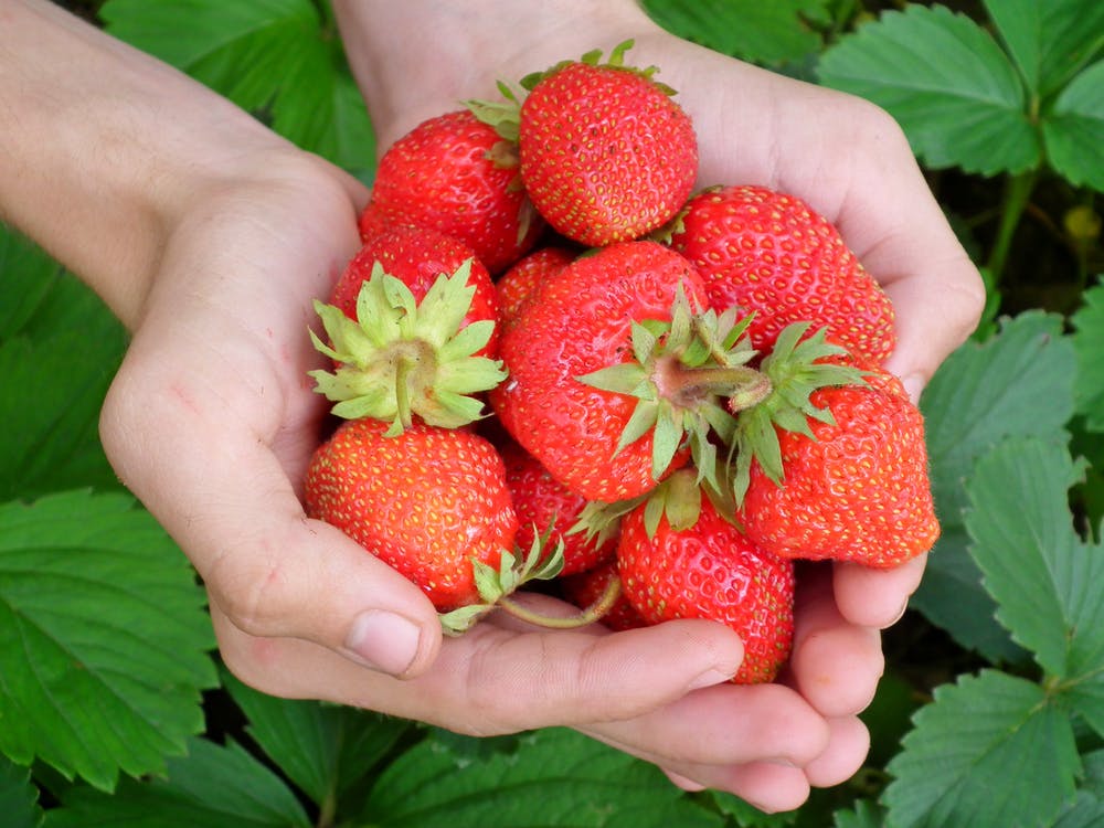Strawberry Picking Season Is Here!!!!